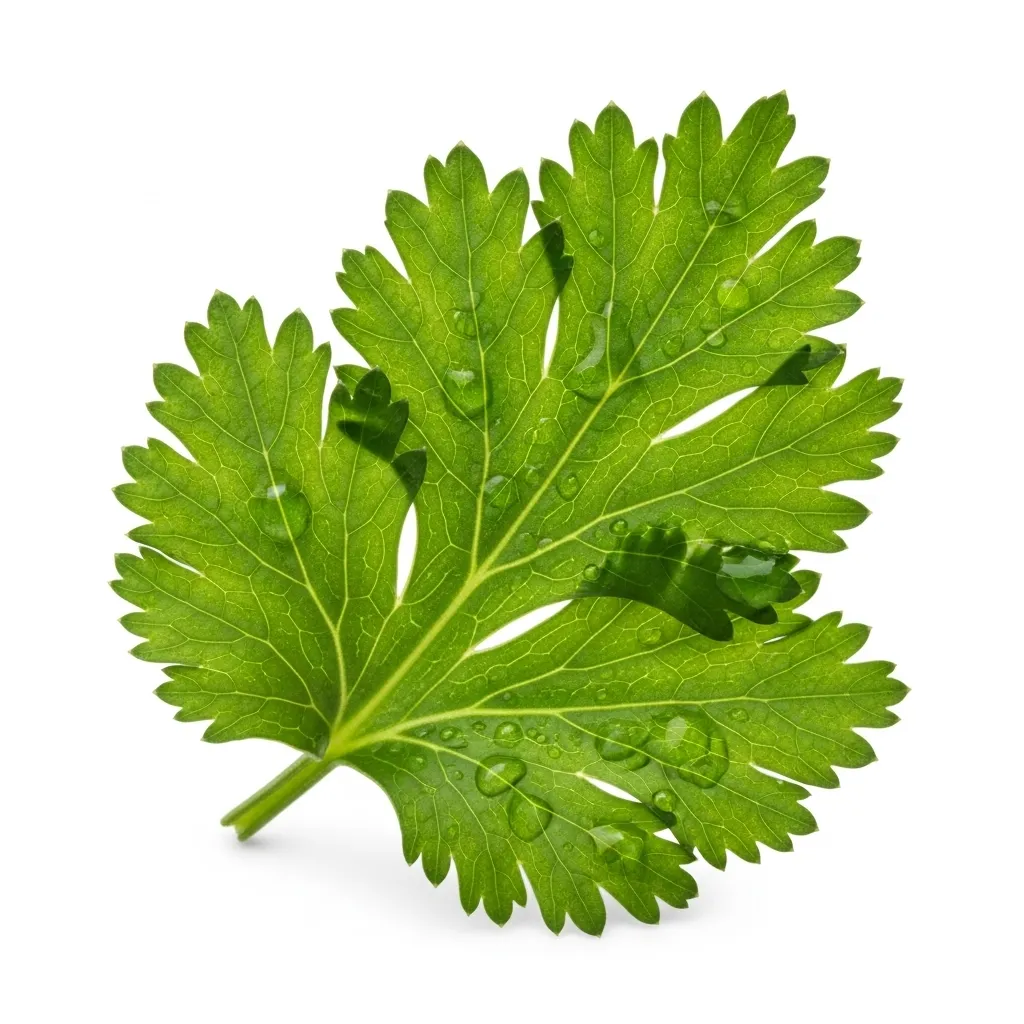 Robust and flavorful Coriander imported from Egypt. Known for its sturdy leaves and deep earthy flavor, perfect for cooking into hearty stews and sauces. High-quality Egyptian herbs delivered fresh to your door in the UAE.