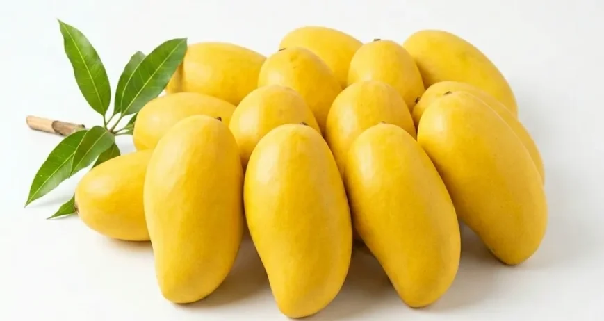 Savor the peak of the mango season with our premium Pakistani Sindhri Mangoes, available by the kilogram. Widely known as the "Honey Mango," this legendary fruit features an ultra-sweet golden pulp that is completely fiber-free and incredibly juicy. Air-freighted regularly to preserve its rich aroma, it is the ultimate treat for fruit lovers in Dubai. Order now for lightning-fast, temperature-controlled home delivery.